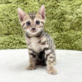 ベンガル