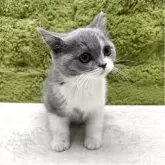 ブリティッシュショートヘア