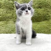 ブリティッシュショートヘア