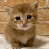 マンチカン(短足)