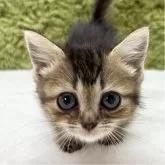 マンチカン(短足)