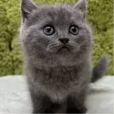 ブリティッシュショートヘア【愛知県・男の子・2025年10月16日・ブルー】の写真1