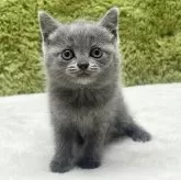 ブリティッシュショートヘア