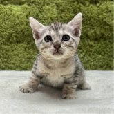 ベンガル