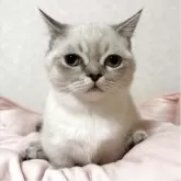 マンチカン(短足)