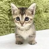 マンチカン(短足)