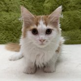 マンチカン(長足)