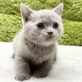 ブリティッシュショートヘア