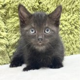 マンチカン(長足)