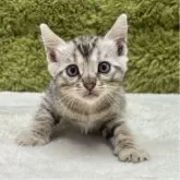 ベンガル