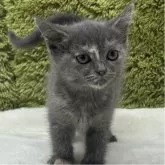 ブリティッシュショートヘア