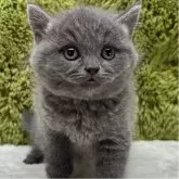 ブリティッシュショートヘア【愛知県・女の子・2025年10月16日・ブルー】の写真1