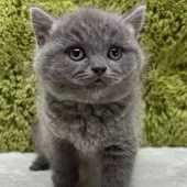 ブリティッシュショートヘア【愛知県・女の子・2025年10月16日・ブルー】の写真2