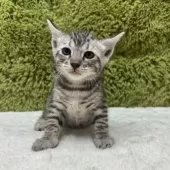 ベンガル【愛知県・女の子・2025年10月25日・シルバースポテッドタビー】の写真2