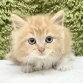 サイベリアン【愛知県・女の子・2025年9月12日・レッドタビー】の写真2