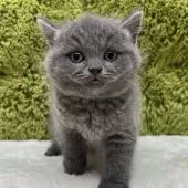 ブリティッシュショートヘア【愛知県・女の子・2025年10月16日・ブルー】の写真3