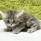 マンチカン(長足)【愛知県・男の子・2024年12月11日・ブルータビー】の写真3