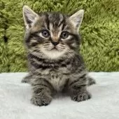 マンチカン(長足)【愛知県・女の子・2025年10月19日・ブラウンパッチドタビー】の写真3