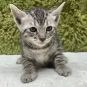 ベンガル【愛知県・女の子・2025年10月25日・シルバースポテッドタビー】の写真3