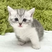 ミヌエット(短足)【愛知県・男の子・2024年12月13日・シルバータビー】の写真3