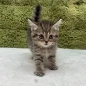 マンチカン(長足)【愛知県・女の子・2025年12月20日・ブラウンパッチドタビー】の写真4