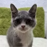 ブリティッシュショートヘア【愛知県・男の子・2025年7月26日・ブルー&ホワイト】の写真3