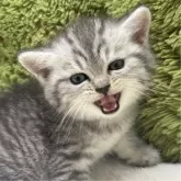 ミヌエット(長足)【愛知県・男の子・2025年8月15日・シルバータビー】の写真4