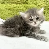 マンチカン(長足)【愛知県・男の子・2024年12月11日・ブルータビー】の写真4