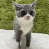 ブリティッシュショートヘア【愛知県・男の子・2025年7月26日・ブルー&ホワイト】の写真4