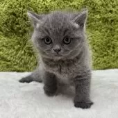 ブリティッシュショートヘア【愛知県・女の子・2025年10月16日・ブルー】の写真4