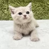 ブリティッシュショートヘア【愛知県・男の子・2025年7月19日・クリーム】の写真8