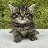 マンチカン(長足)【愛知県・女の子・2025年10月19日・ブラウンパッチドタビー】の写真4