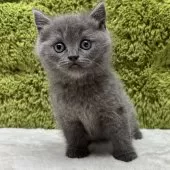 ブリティッシュショートヘア【愛知県・男の子・2025年10月16日・ブルー】の写真4