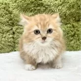 サイベリアン【愛知県・女の子・2025年9月12日・レッドタビー】の写真4