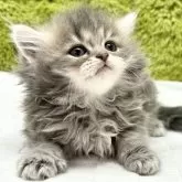 マンチカン(長足)【愛知県・男の子・2024年12月11日・ブルータビー】の写真5