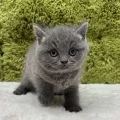 ブリティッシュショートヘア【愛知県・女の子・2025年10月16日・ブルー】の写真5