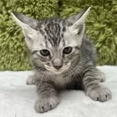 ベンガル【愛知県・女の子・2025年10月25日・シルバースポテッドタビー】の写真5