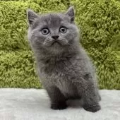 ブリティッシュショートヘア【愛知県・男の子・2025年10月16日・ブルー】の写真5