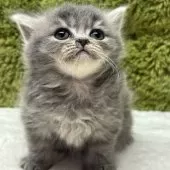 マンチカン(長足)【愛知県・男の子・2025年10月19日・シルバー】の写真5