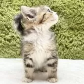 マンチカン(長足)【愛知県・女の子・2025年9月6日・ブラウンパッチドタビー&ホワイト】の写真5