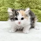 サイベリアン【愛知県・女の子・2024年11月20日・キャリコ】の写真5