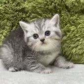 ミヌエット(短足)【愛知県・女の子・2025年8月15日・シルバータビー】の写真6