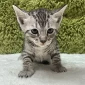 ベンガル【愛知県・女の子・2025年10月25日・シルバースポテッドタビー】の写真7