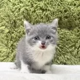 ブリティッシュショートヘア【愛知県・女の子・2025年7月26日・ブルー&ホワイト】の写真7