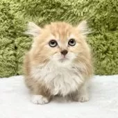 サイベリアン【愛知県・女の子・2025年9月12日・レッドタビー】の写真7