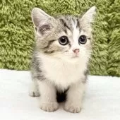 マンチカン(長足)【愛知県・女の子・2025年9月6日・ブラウンパッチドタビー&ホワイト】の写真7