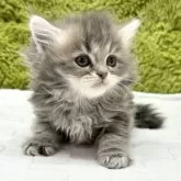 マンチカン(長足)【愛知県・男の子・2024年12月11日・ブルータビー】の写真8