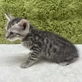 ベンガル【愛知県・女の子・2025年10月25日・シルバースポテッドタビー】の写真8