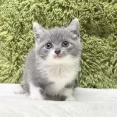 ブリティッシュショートヘア【愛知県・女の子・2025年7月26日・ブルー&ホワイト】の写真8