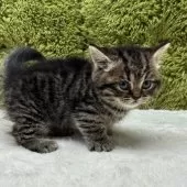 マンチカン(長足)【愛知県・女の子・2025年10月19日・ブラウンパッチドタビー】の写真8